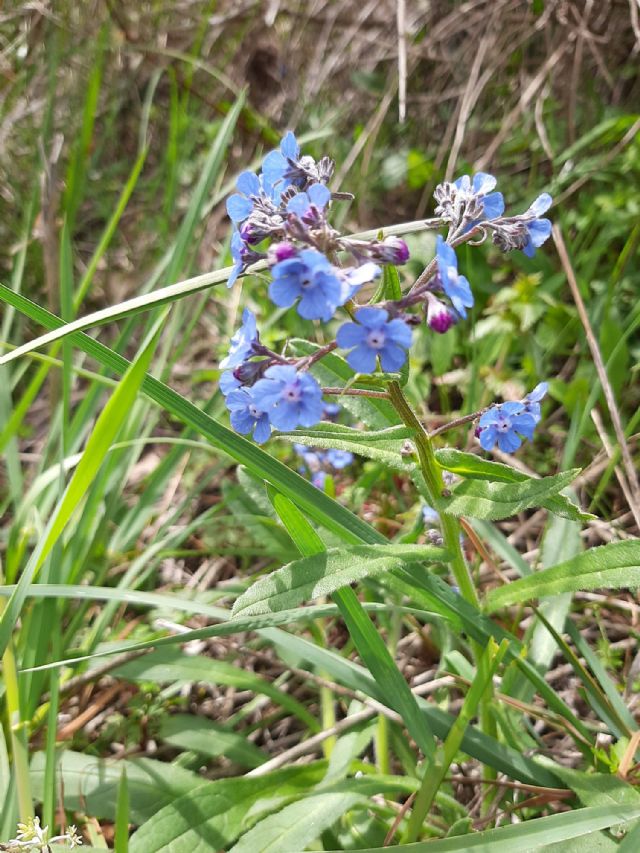 Erbacea da fiore da determinare